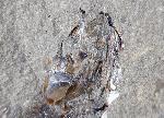 Leptolepis bronni AGASSIZ 1833 - Bild © FossNet FossilienStore